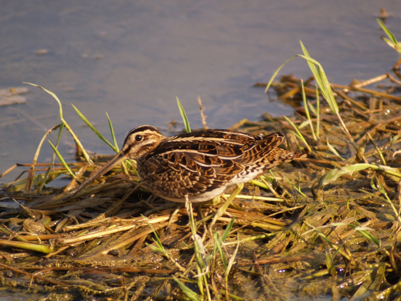 Il beccaccino prima osserva e poi 